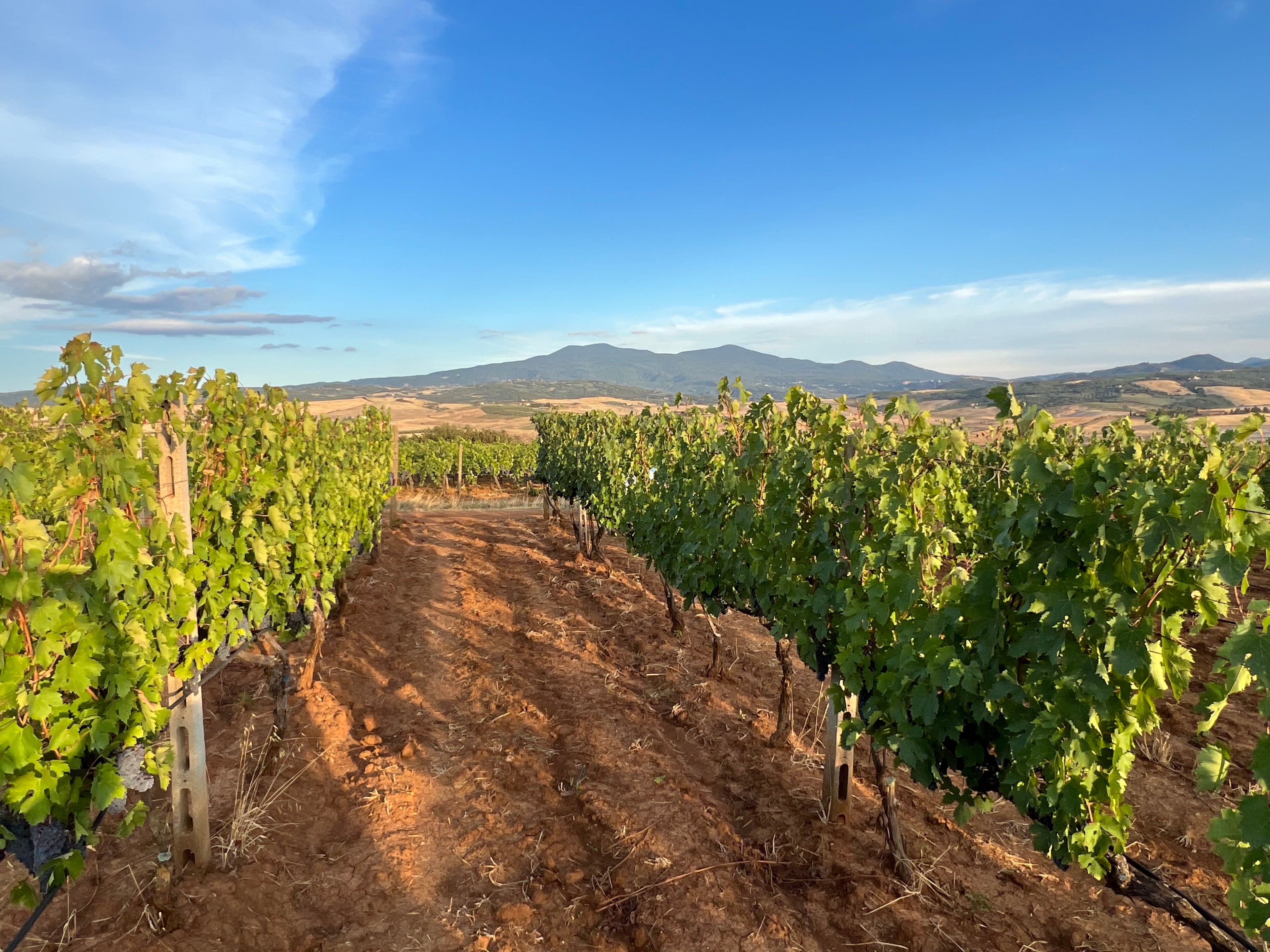 montalcino vineyard