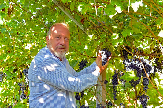 The Birth of a Legend: How Ugolini Valle Alta Amarone Della Valpolicella Revolutionized the Amarone Category