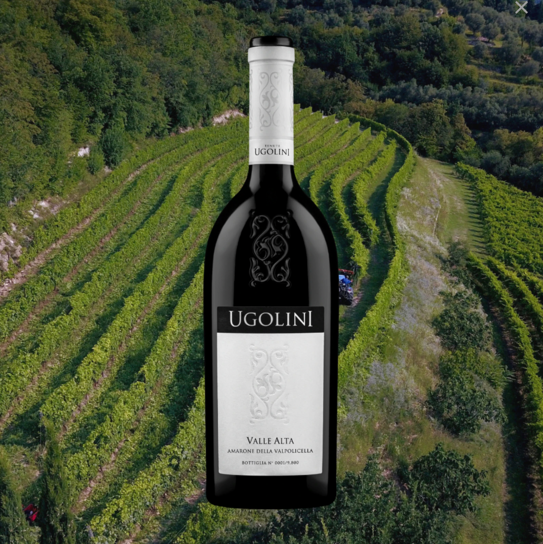 7 Reasons Why Ugolini Valle Alta Amarone Della Valpolicella Stands Out as One of the Best in the Region